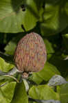 Bigleaf magnolia